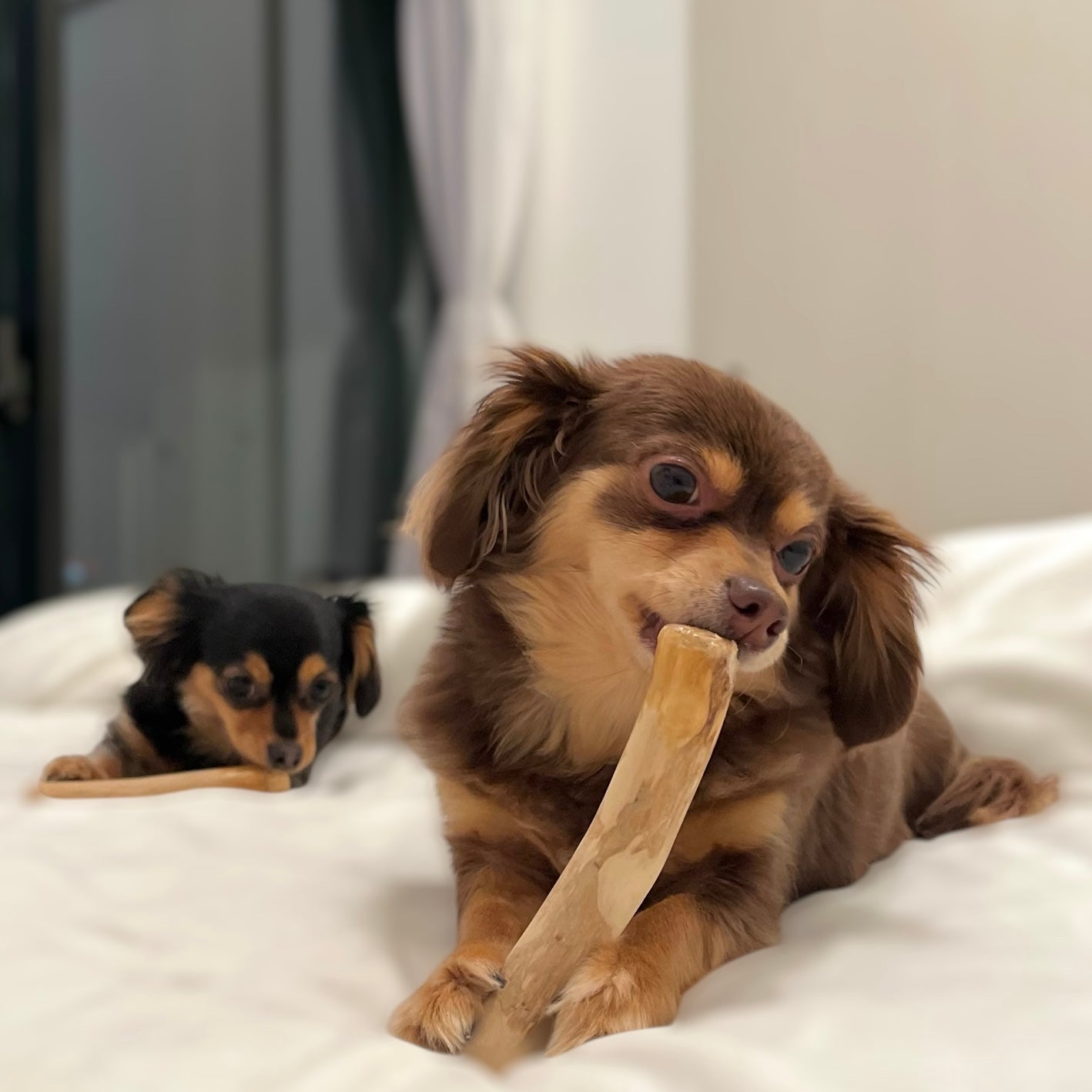 Coffee Wood Chew - LIKE ME