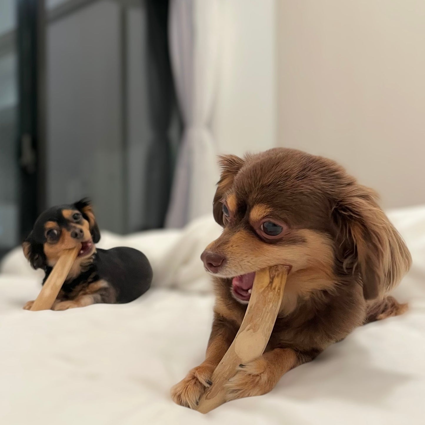 Coffee Wood Chew - LIKE ME